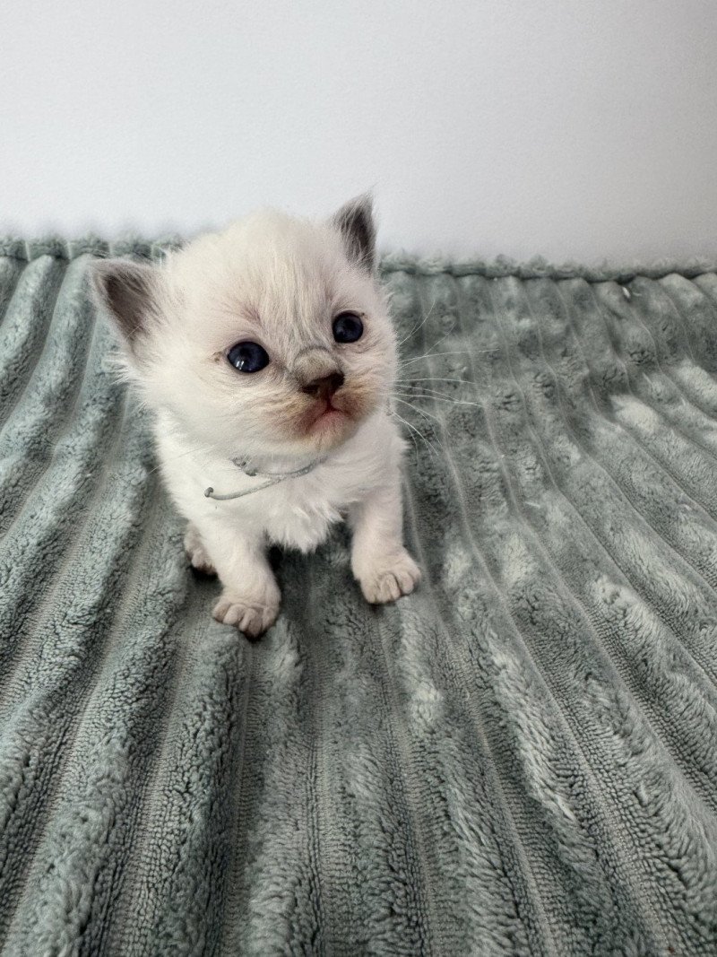 ACHILLE ATLAS de Clénatal Mâle Ragdoll