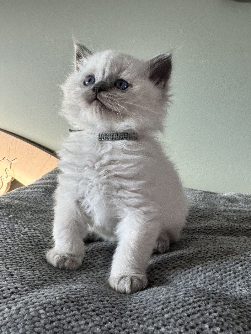 ACHILLE ATLAS de Clénatal Mâle Ragdoll ACHILLE ATLAS de Clénatal Mâle Ragdoll
