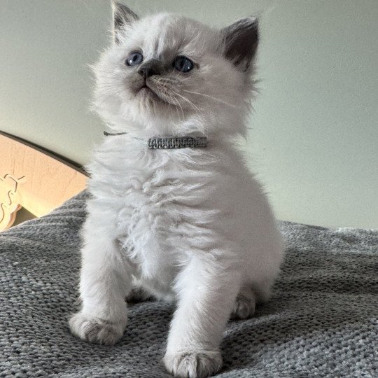 ACHILLE ATLAS de Clénatal Mâle Ragdoll