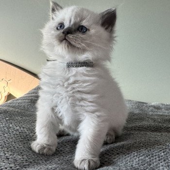chaton Ragdoll blue point ACHILLE ATLAS La Chatterie de Clénatal chaton Ragdoll blue point ACHILLE ATLAS La Chatterie de Clénatal