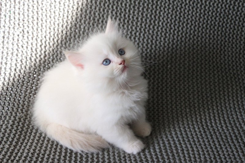 ALBA de Clénatal Femelle Ragdoll