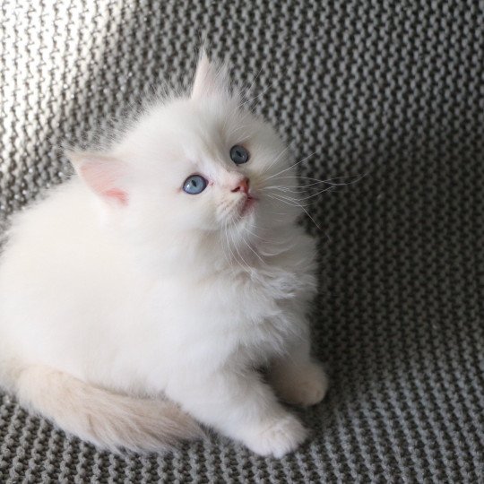 ALBA de Clénatal Femelle Ragdoll