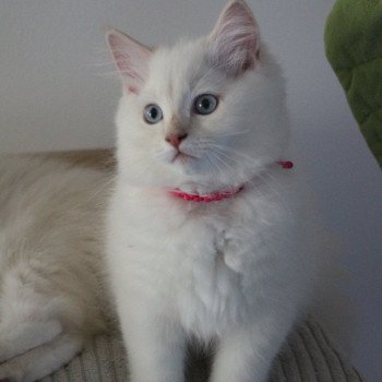 chaton Ragdoll fawn tabby mink ALBA La Chatterie de Clénatal
