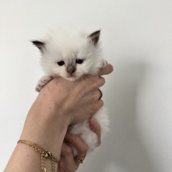 chaton Ragdoll chocolate point ALMOND La Chatterie de Clénatal chaton Ragdoll chocolate point ALMOND La Chatterie de Clénatal