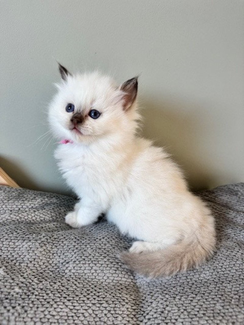 ALMOND de Clénatal Femelle Ragdoll