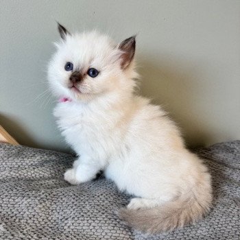 chaton Ragdoll chocolate point ALMOND La Chatterie de Clénatal chaton Ragdoll chocolate point ALMOND La Chatterie de Clénatal