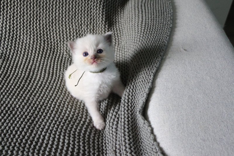 ALOÉ de Clénatal Femelle Ragdoll