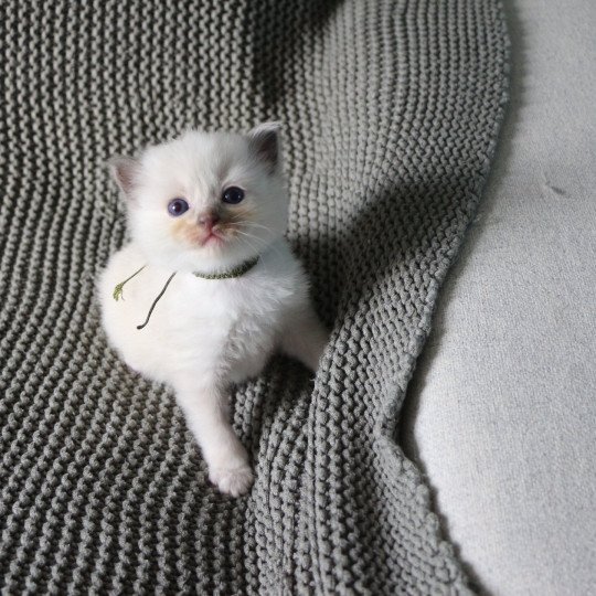 ALOÉ de Clénatal Femelle Ragdoll