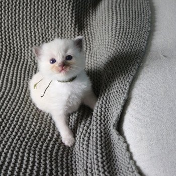 chaton Ragdoll ALOÉ La Chatterie de Clénatal