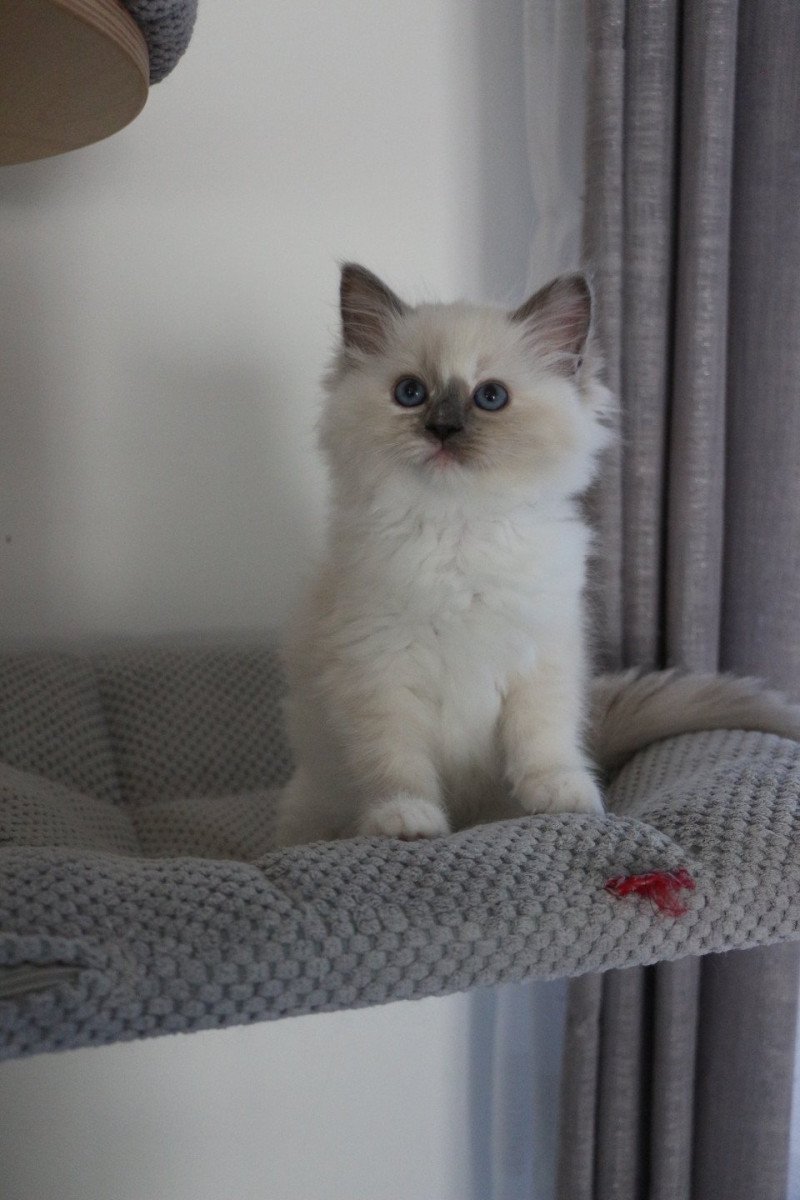 ALOÉ SOLAYA de Clénatal Femelle Ragdoll ALOÉ SOLAYA de Clénatal Femelle Ragdoll