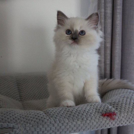 ALOÉ SOLAYA de Clénatal Femelle Ragdoll