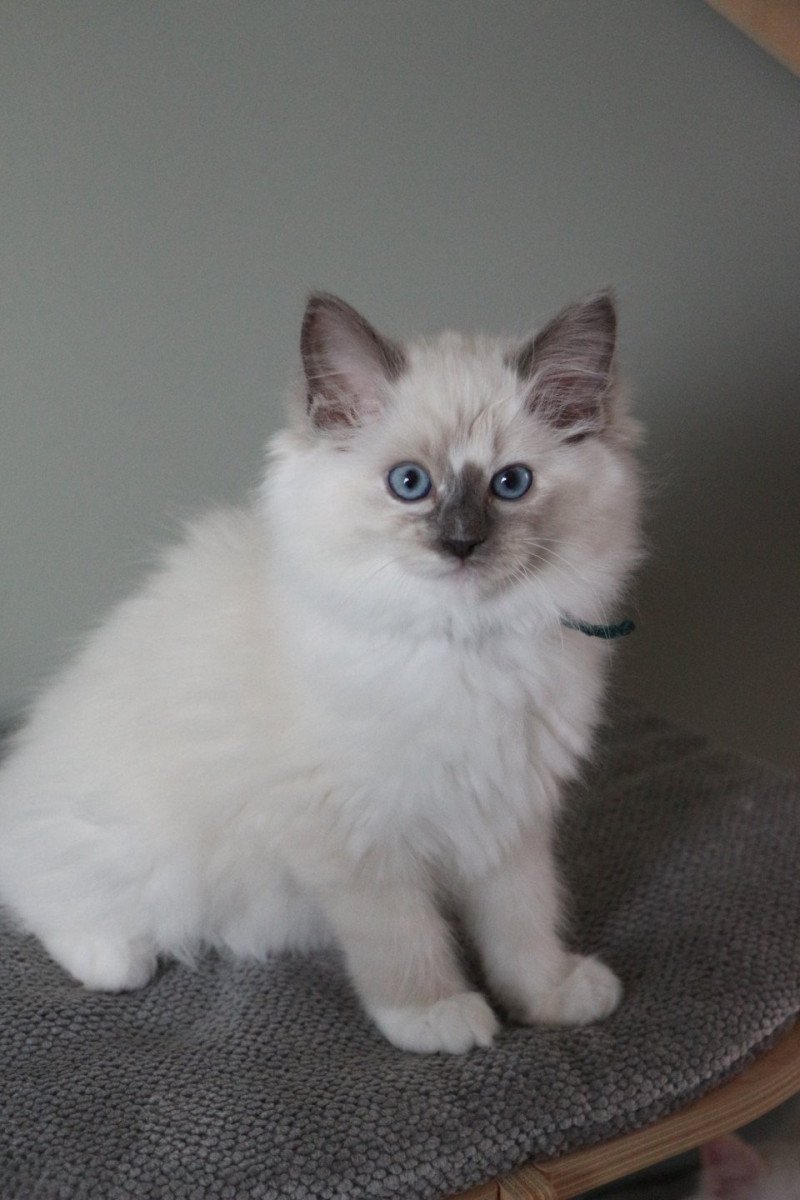 ALOÉ SOLAYA de Clénatal Femelle Ragdoll ALOÉ SOLAYA de Clénatal Femelle Ragdoll