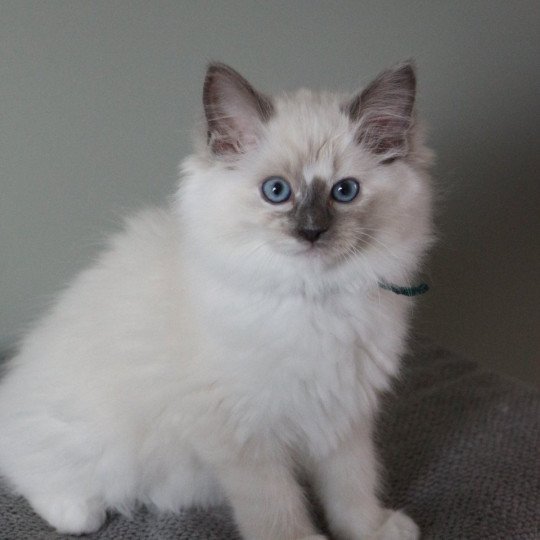 ALOÉ SOLAYA de Clénatal Femelle Ragdoll