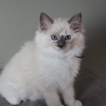 chaton Ragdoll blue tortie point mitted ALOÉ SOLAYA La Chatterie de Clénatal chaton Ragdoll blue tortie point mitted ALOÉ SOLAYA La Chatterie de Clénatal