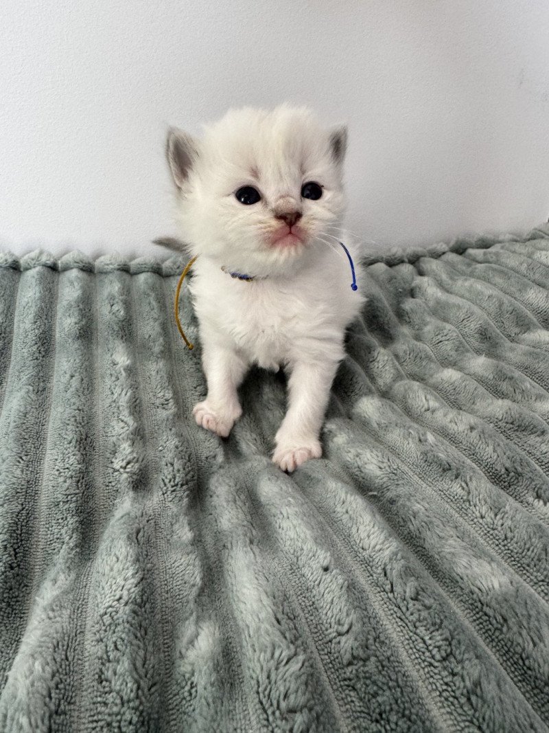 ALPHA AÏKO de Clénatal Mâle Ragdoll