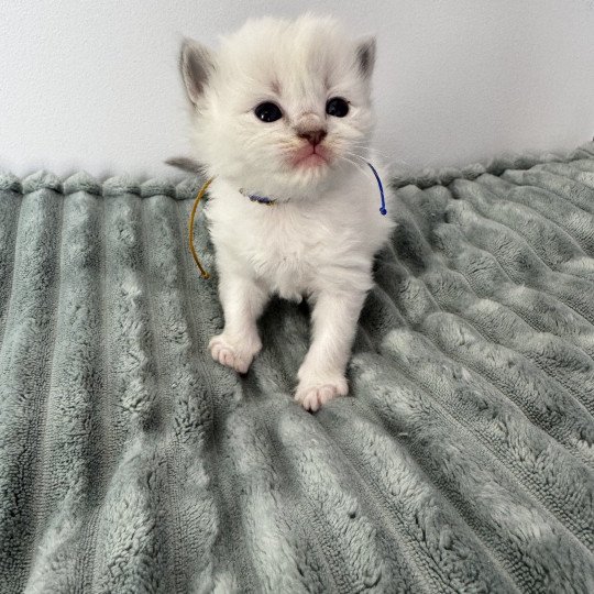 ALPHA AÏKO de Clénatal Mâle Ragdoll