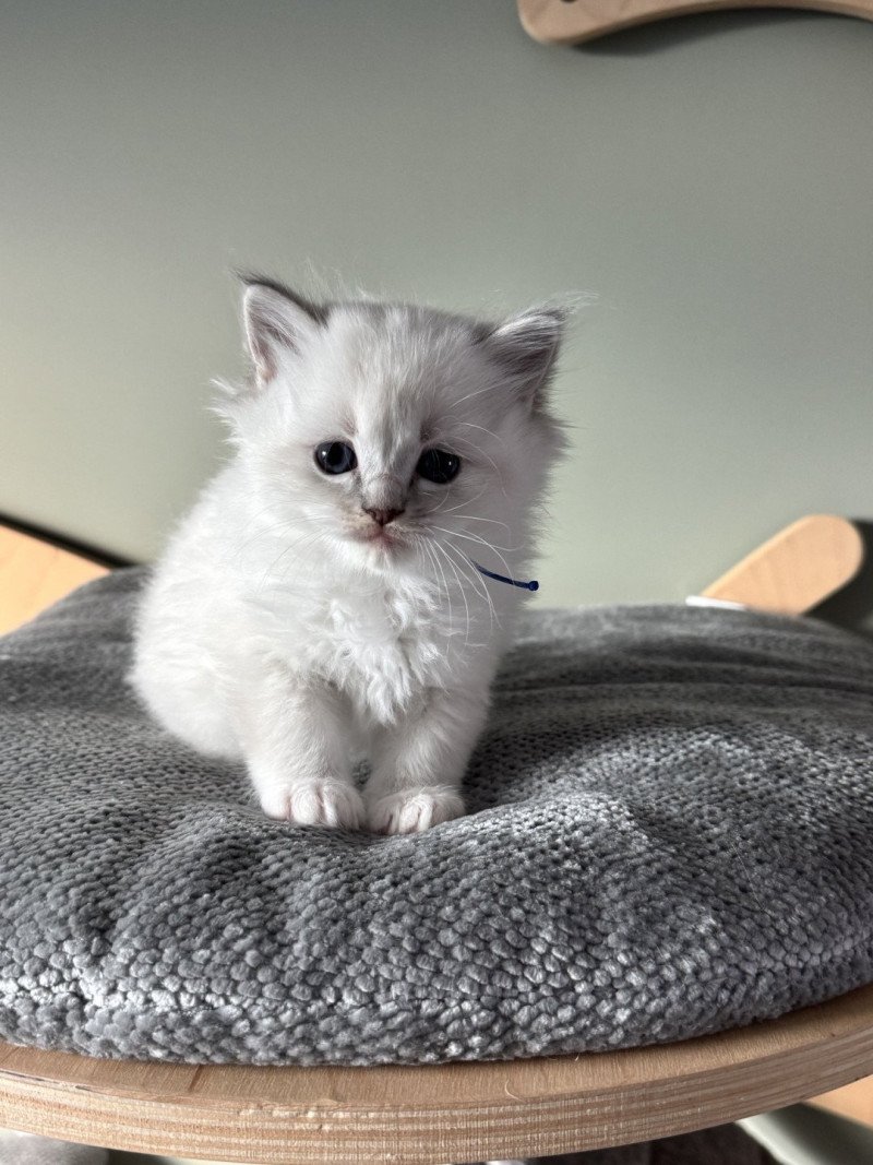 ALPHA AÏKO de Clénatal Mâle Ragdoll ALPHA AÏKO de Clénatal Mâle Ragdoll