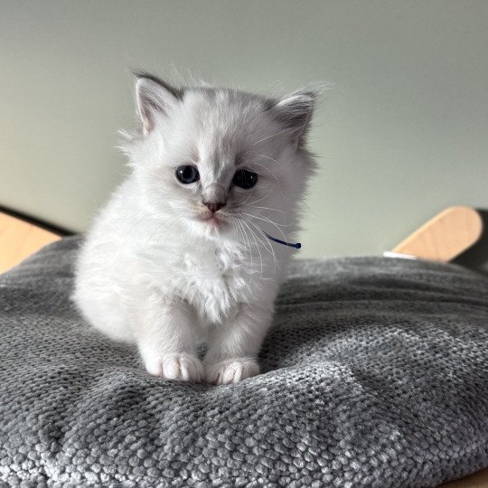 ALPHA AÏKO de Clénatal Mâle Ragdoll