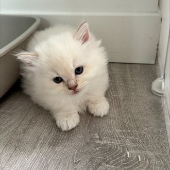 chaton Ragdoll fawn mink AMARETTO COLLIER NOIR La Chatterie de Clénatal