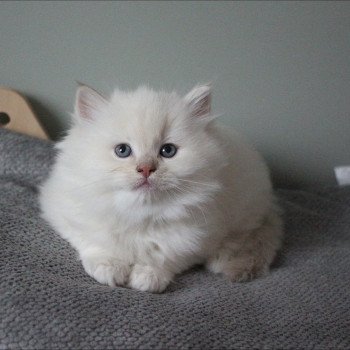 chaton Ragdoll fawn tabby mink AMARETTO COLLIER NOIR La Chatterie de Clénatal