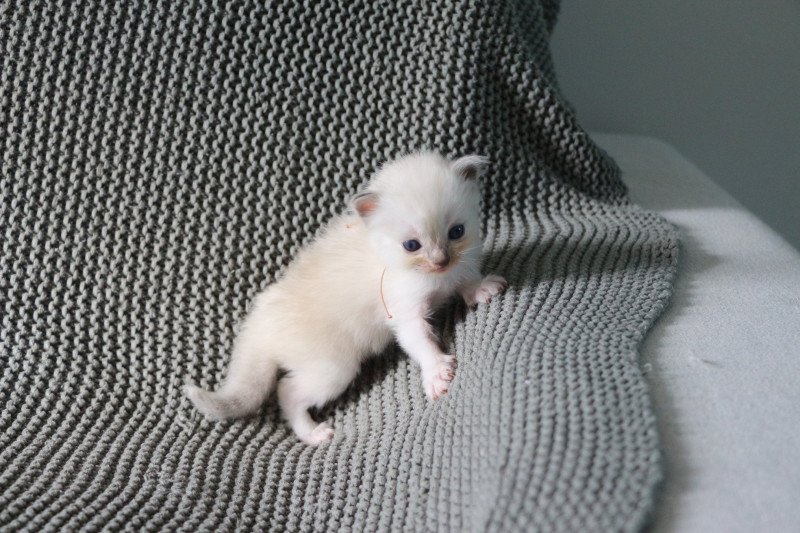 AMBER de Clénatal Femelle Ragdoll AMBER de Clénatal Femelle Ragdoll
