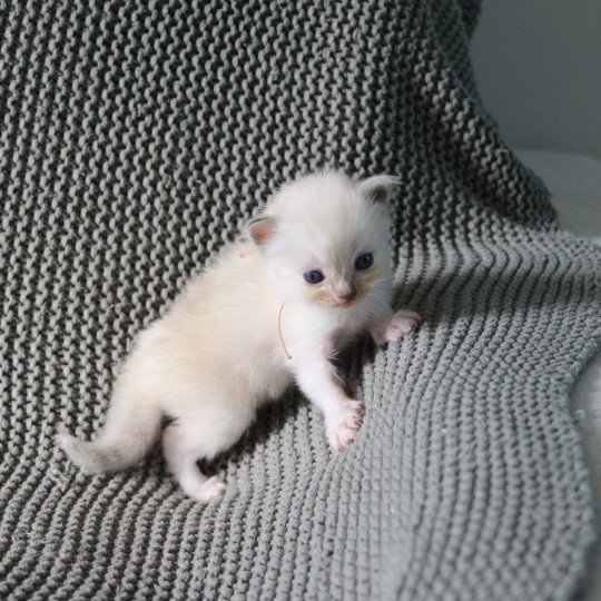 AMBER de Clénatal Femelle Ragdoll