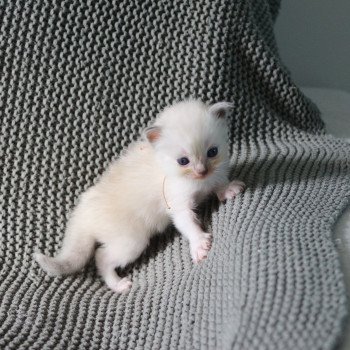chaton Ragdoll blue tortie point mitted AMBER La Chatterie de Clénatal chaton Ragdoll blue tortie point mitted AMBER La Chatterie de Clénatal