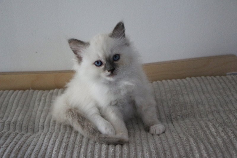AMBER BLOOM de Clénatal Femelle Ragdoll