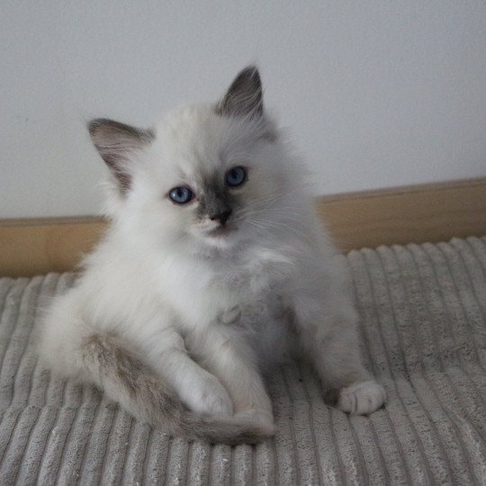 AMBER BLOOM de Clénatal Femelle Ragdoll