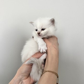 chaton Ragdoll lilac tabby point AMOR La Chatterie de Clénatal chaton Ragdoll lilac tabby point AMOR La Chatterie de Clénatal