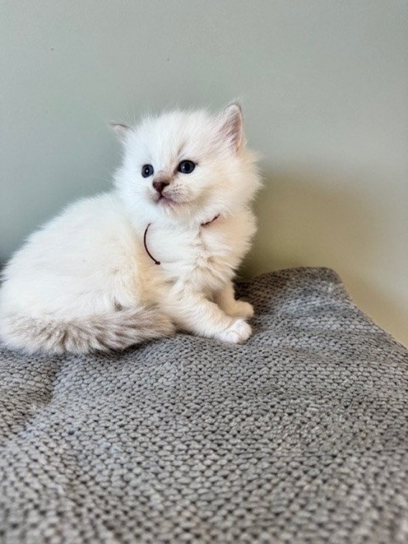 AMOR de Clénatal Femelle Ragdoll AMOR de Clénatal Femelle Ragdoll