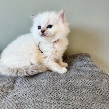 chaton Ragdoll lilac tabby point mitted AMOR La Chatterie de Clénatal chaton Ragdoll lilac tabby point mitted AMOR La Chatterie de Clénatal