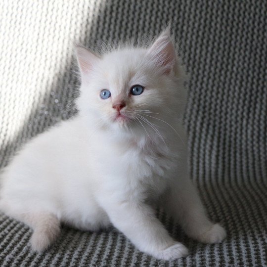 ANDY de Clénatal Mâle Ragdoll