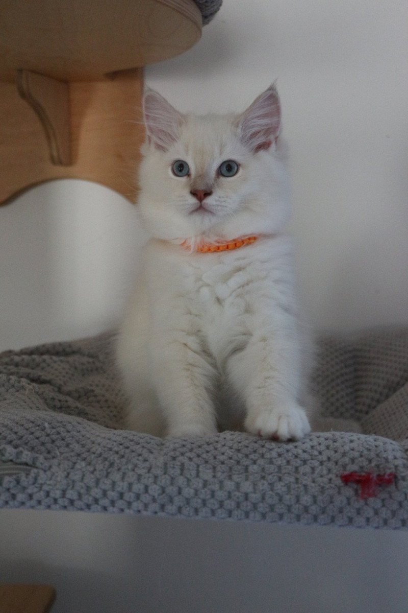ANDY ELIOTT de Clénatal Mâle Ragdoll ANDY ELIOTT de Clénatal Mâle Ragdoll