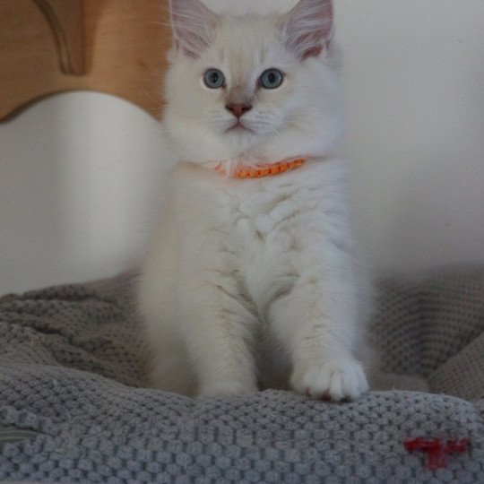 ANDY ELIOTT de Clénatal Mâle Ragdoll