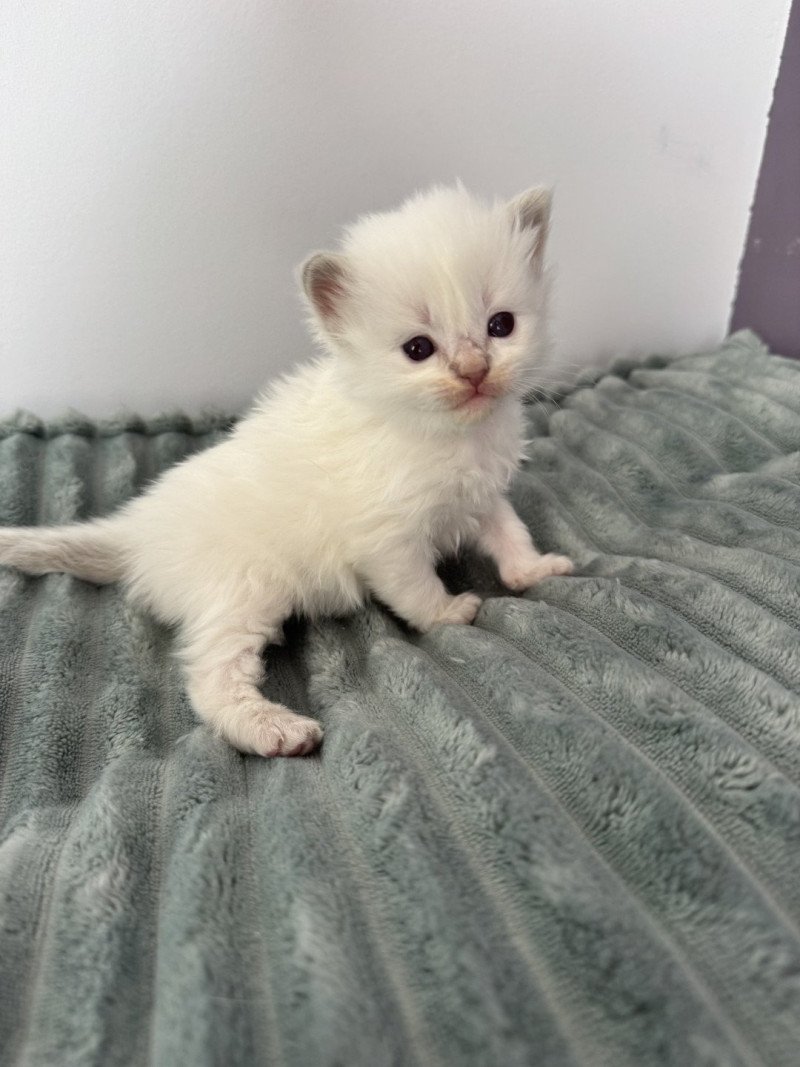 APOLLON de Clénatal Mâle Ragdoll