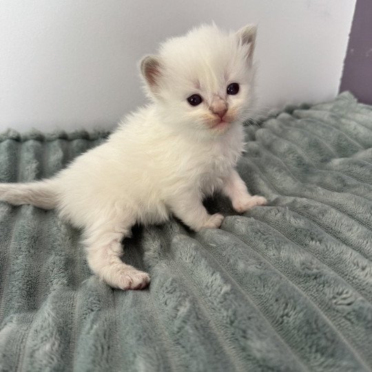 APOLLON de Clénatal Mâle Ragdoll