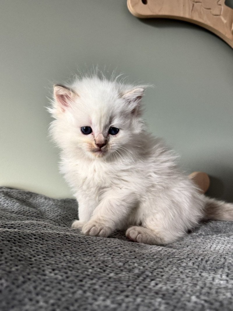 APOLLON ATRÉUS de Clénatal Mâle Ragdoll APOLLON ATRÉUS de Clénatal Mâle Ragdoll