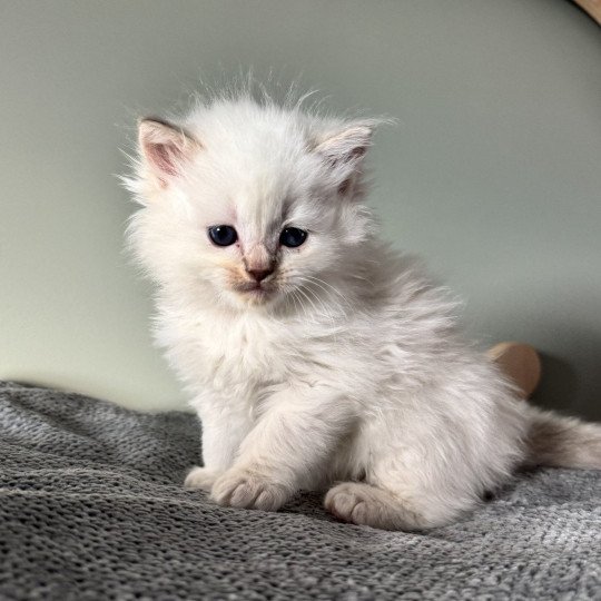 APOLLON ATRÉUS de Clénatal Mâle Ragdoll