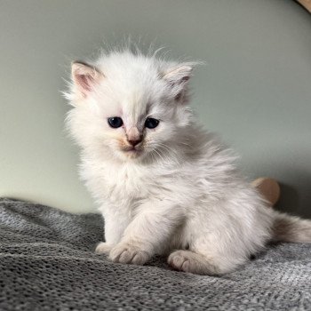 chaton Ragdoll lilac tabby point APOLLON La Chatterie de Clénatal chaton Ragdoll lilac tabby point APOLLON La Chatterie de Clénatal