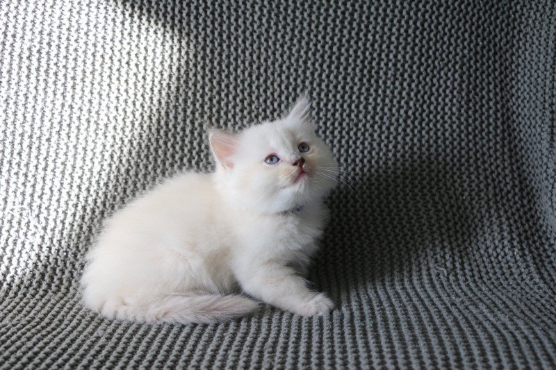 APPIE de Clénatal Femelle Ragdoll APPIE de Clénatal Femelle Ragdoll