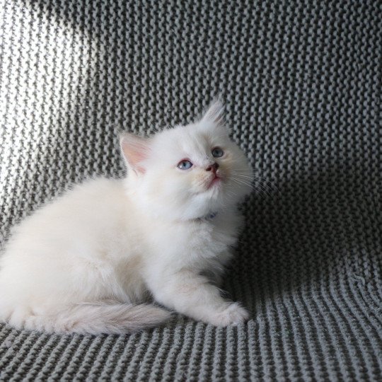 APPIE de Clénatal Femelle Ragdoll