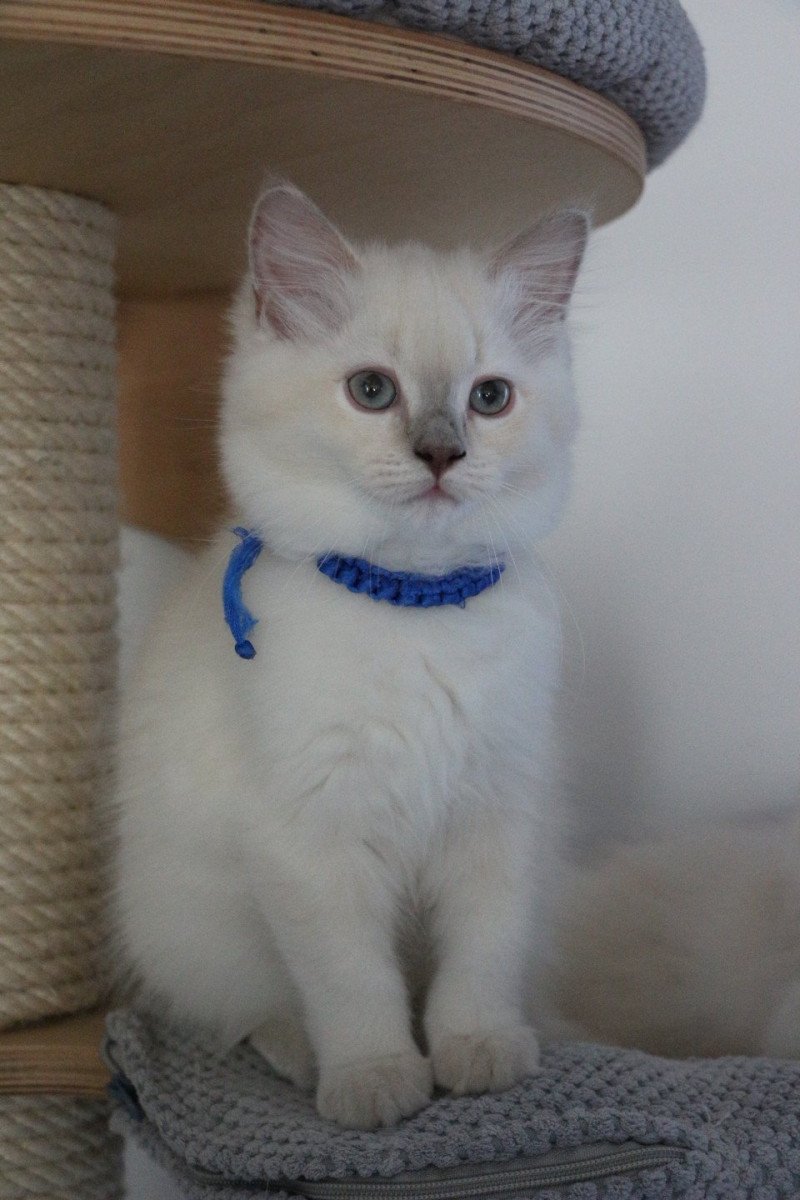 APPIE de Clénatal Femelle Ragdoll APPIE de Clénatal Femelle Ragdoll