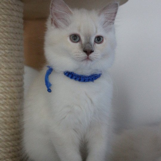 APPIE de Clénatal Femelle Ragdoll