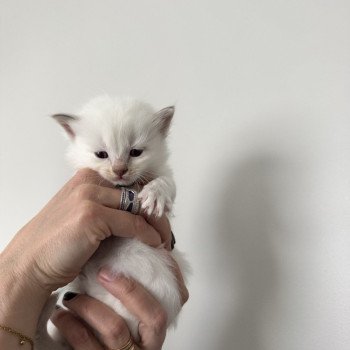 chaton Ragdoll lilac tabby point APPY La Chatterie de Clénatal chaton Ragdoll lilac tabby point APPY La Chatterie de Clénatal