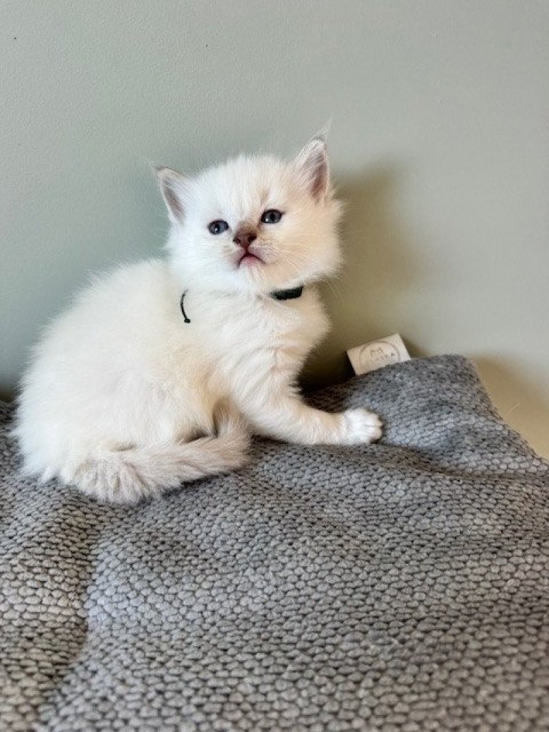 APPY de Clénatal Mâle Ragdoll APPY de Clénatal Mâle Ragdoll