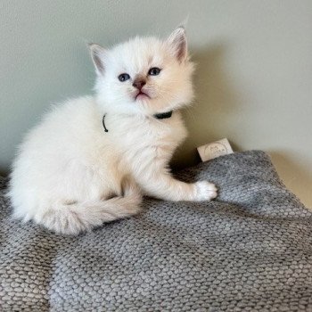 chaton Ragdoll lilac tabby point APPY La Chatterie de Clénatal chaton Ragdoll lilac tabby point APPY La Chatterie de Clénatal