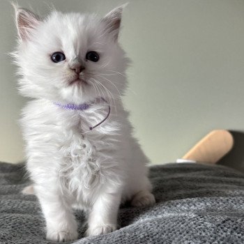 chaton Ragdoll lilac tabby point ALASKA La Chatterie de Clénatal chaton Ragdoll lilac tabby point ALASKA La Chatterie de Clénatal