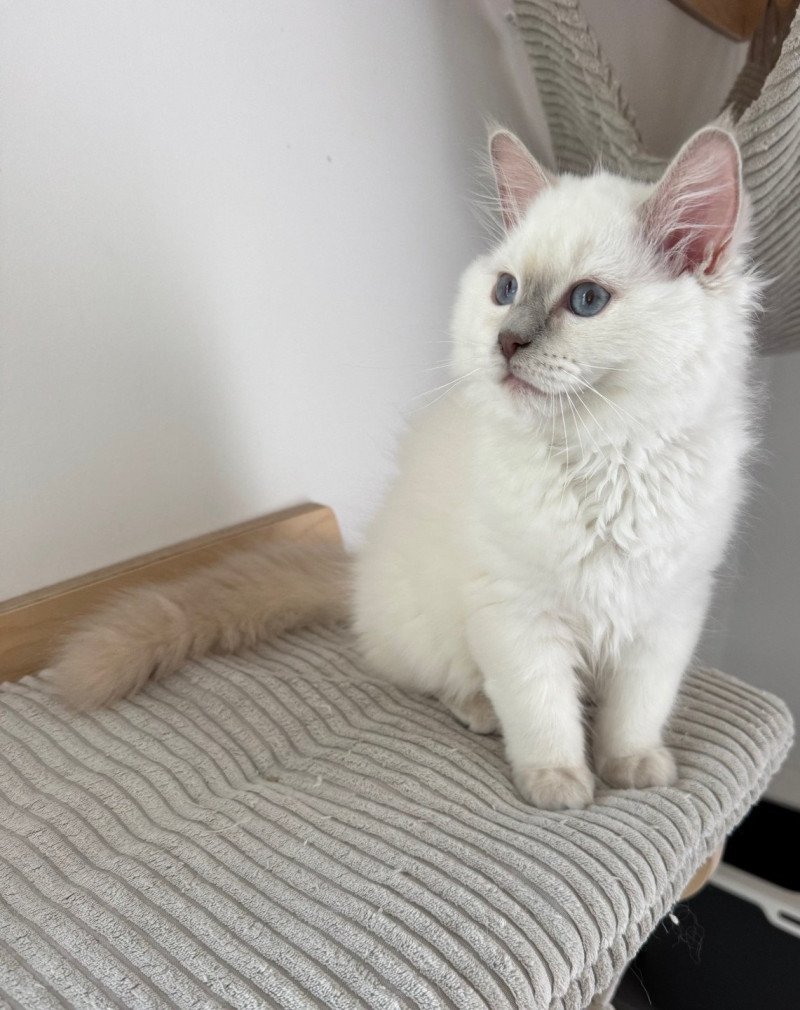 ALASKA ALMOND de Clénatal Femelle Ragdoll ALASKA ALMOND de Clénatal Femelle Ragdoll