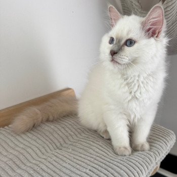 chaton Ragdoll lilac point ALASKA ALMOND La Chatterie de Clénatal chaton Ragdoll lilac point ALASKA ALMOND La Chatterie de Clénatal
